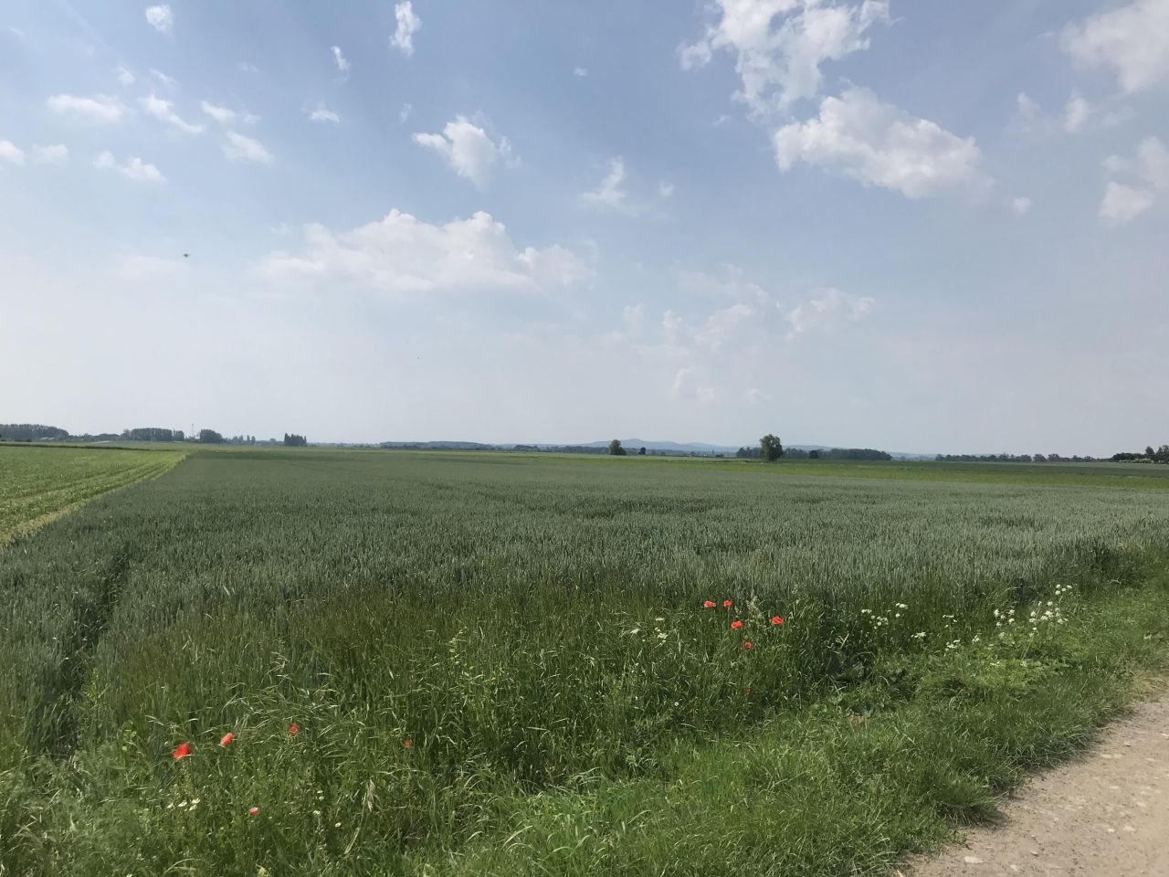 Działka budowlana Kurów. Zdjęcie 2