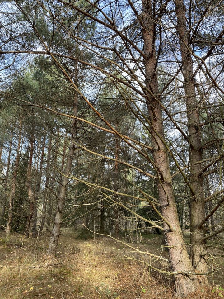 Działka rolna Stare Masiewo. Zdjęcie 4