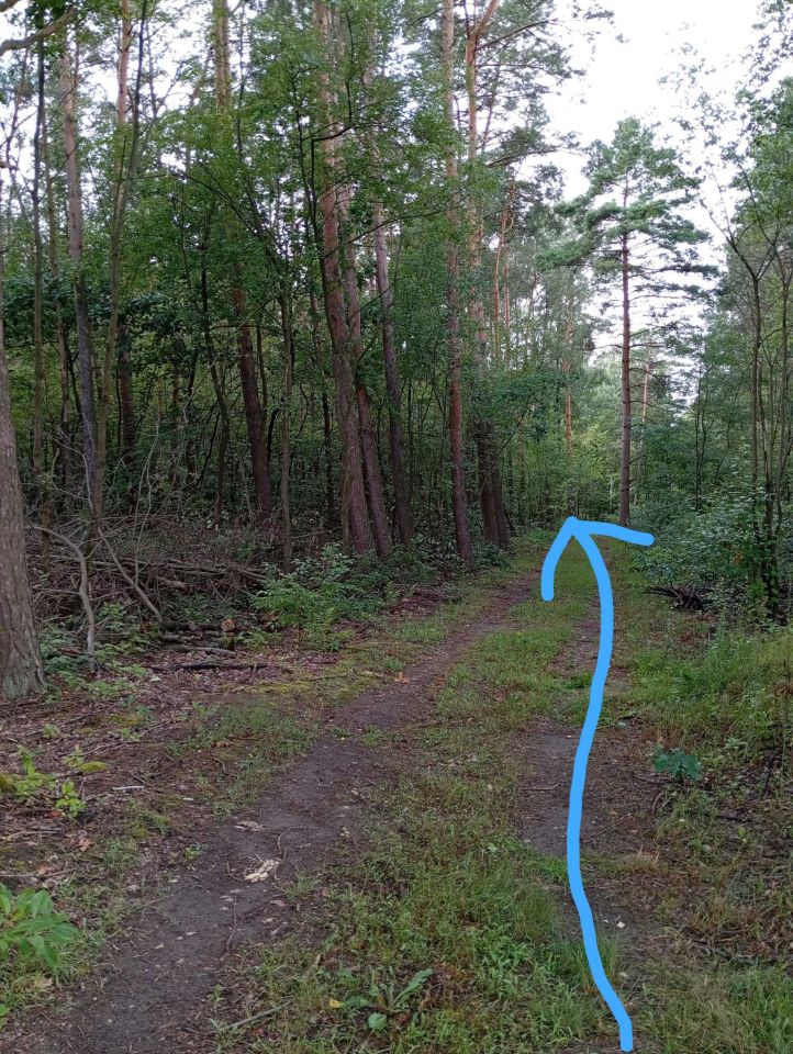 Działka leśna Ludwikowo. Zdjęcie 2