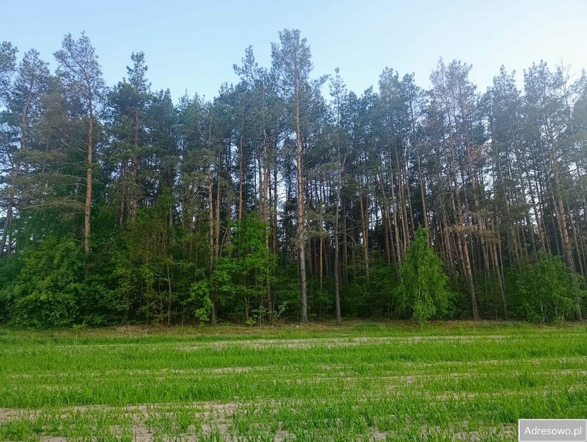 Działka leśna Chmieleń Wielki