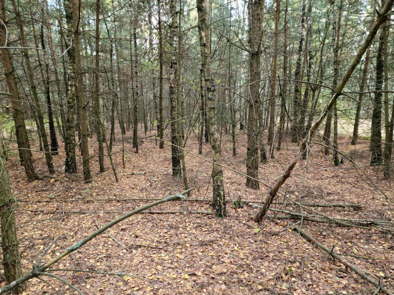 Działka rolno-budowlana Basinów, ul. Letniskowa. Zdjęcie 6