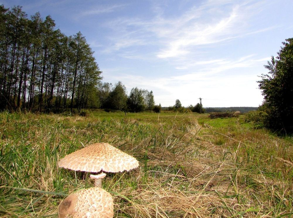 Działka budowlana Czarna Sędziszowska. Zdjęcie 6