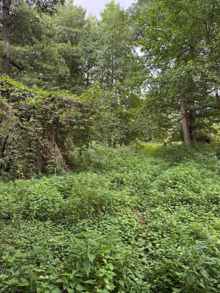 Działka budowlana Kuznocin. Zdjęcie 4