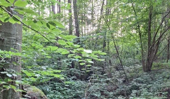 Działka rolna Sasino