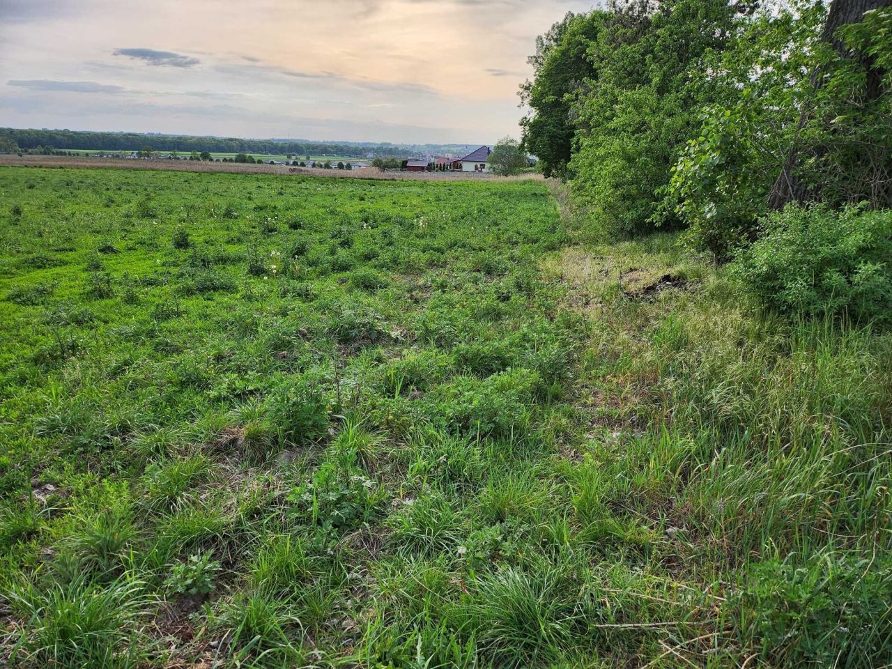 Działka budowlana Syców, ul. Szosa Kępińska. Zdjęcie 6