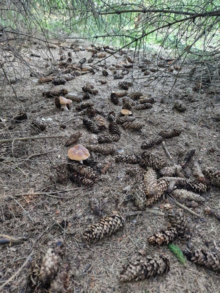 dom wolnostojący Chudzynek. Zdjęcie 8