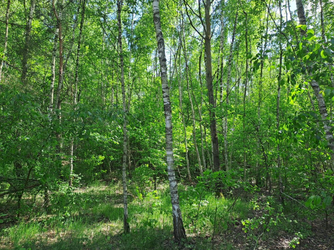 Działka rolno-budowlana Kochanów. Zdjęcie 6