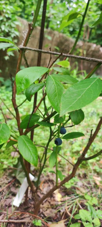 Działka rod Warszawa Mokotów, ul. Racławicka. Zdjęcie 19