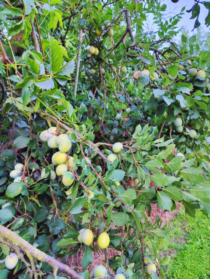 Działka budowlana Miękinia, ul. Lipowa. Zdjęcie 11