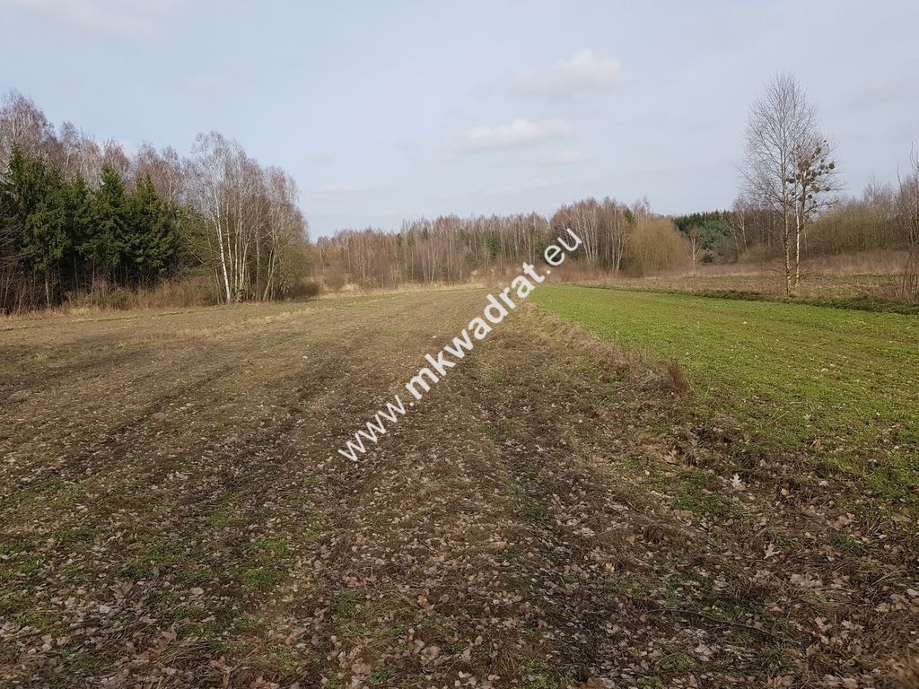Działka rolna Borszyce. Zdjęcie 4