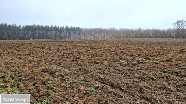 Działka rolna Żuławka. Zdjęcie 1