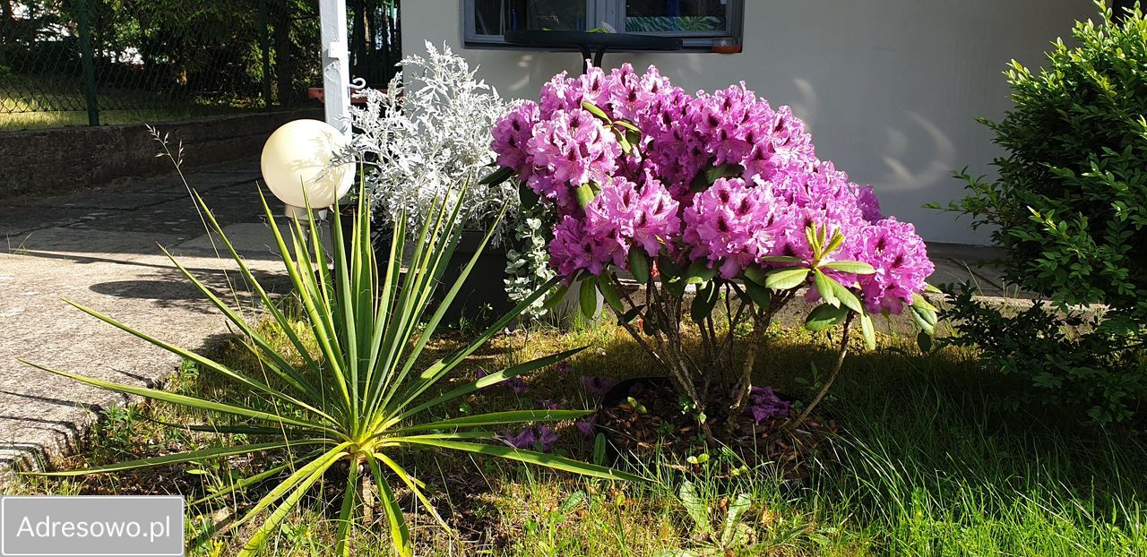 Działka rekreacyjna Perlino. Zdjęcie 4