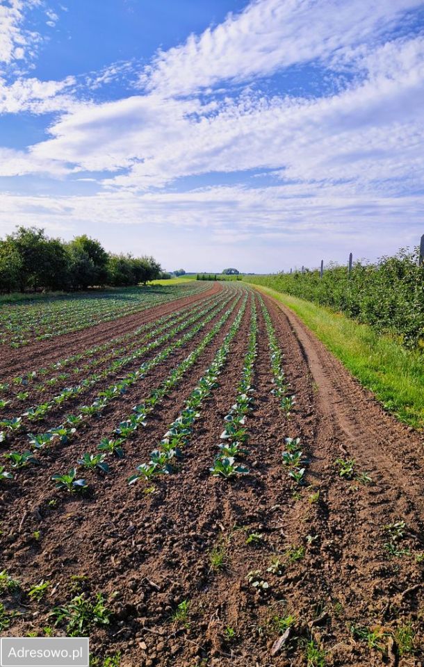 dom wolnostojący, 4 pokoje Bogoria Skotnicka. Zdjęcie 17