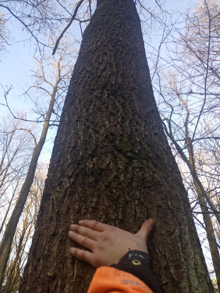 Działka leśna Załuże. Zdjęcie 3