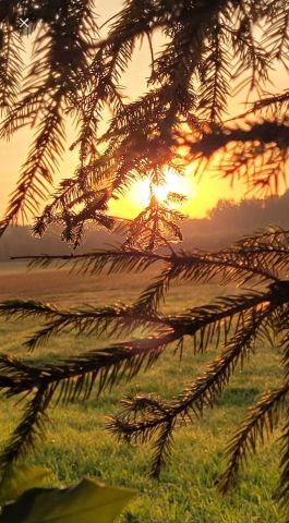 Działka budowlana Wasilkowo. Zdjęcie 1