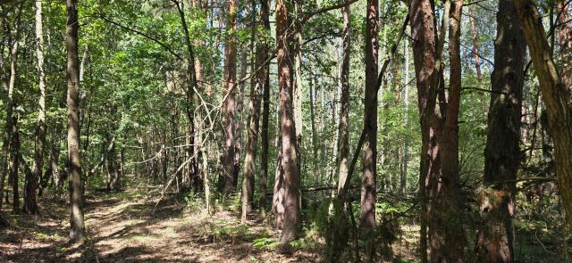Działka leśna Ignacówka Bobrowska. Zdjęcie 1