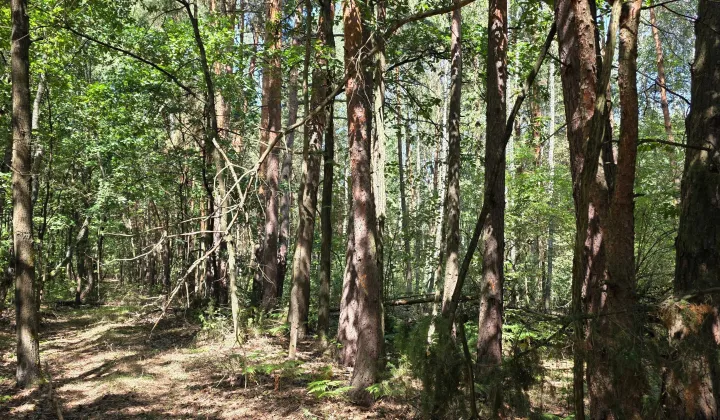 Działka leśna Ignacówka Bobrowska