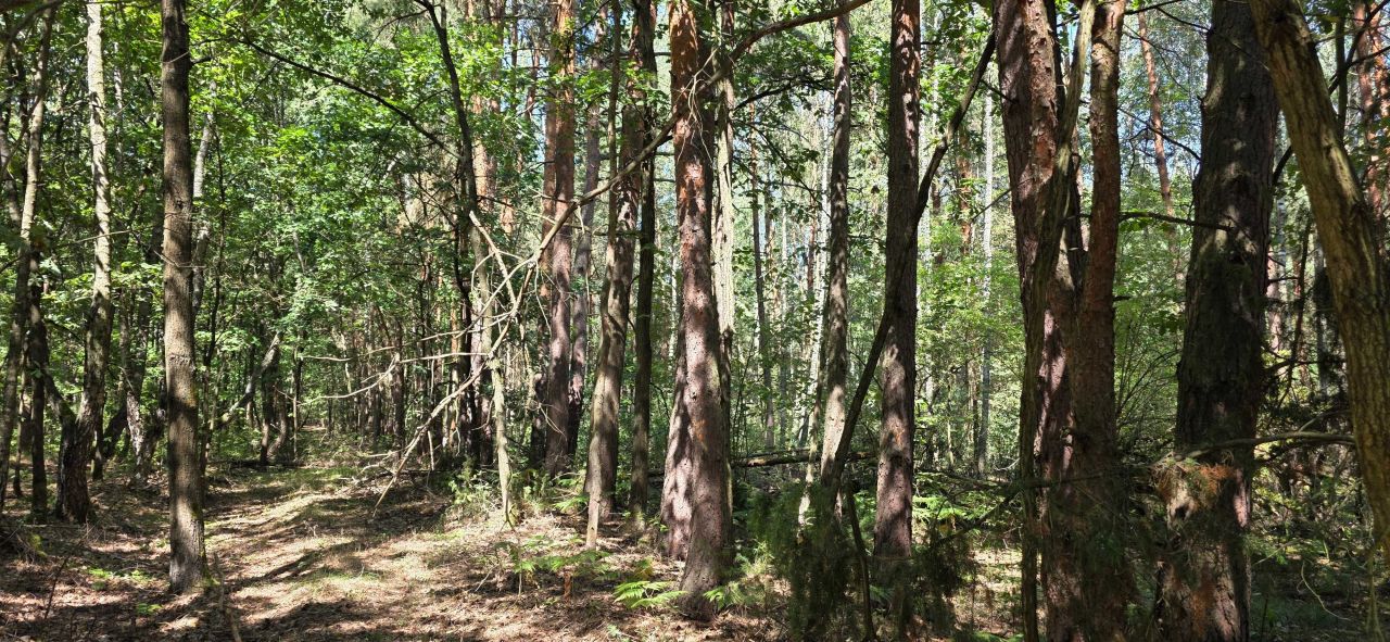 Działka leśna Ignacówka Bobrowska. Zdjęcie 1