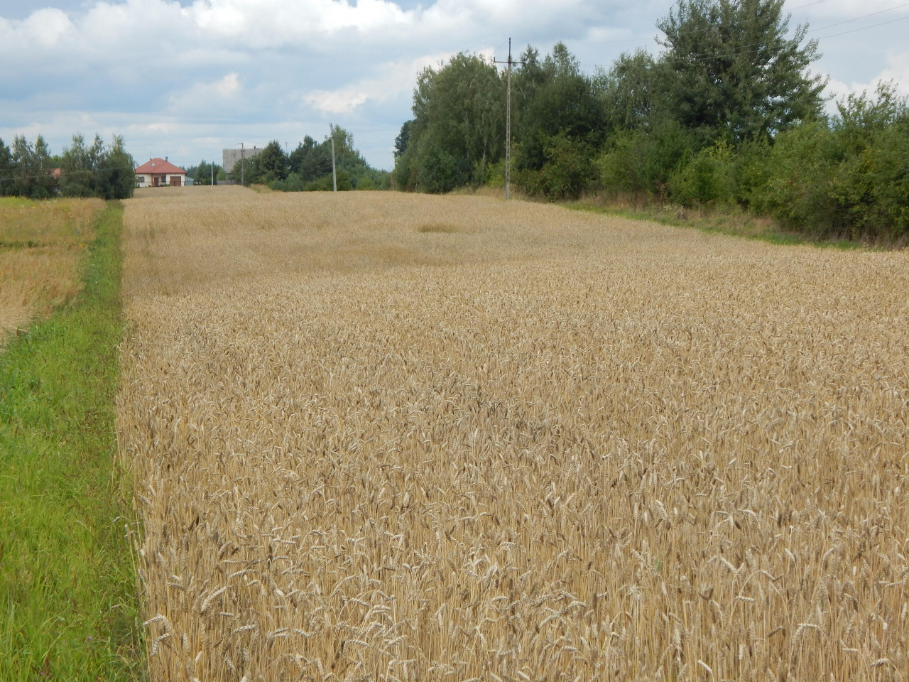 Działka rolno-budowlana Brzóza Parcela, ul. Parcela. Zdjęcie 3