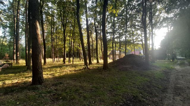 Działka leśna Mikołów Borowa Wieś, ul. Piaskowa. Zdjęcie 1
