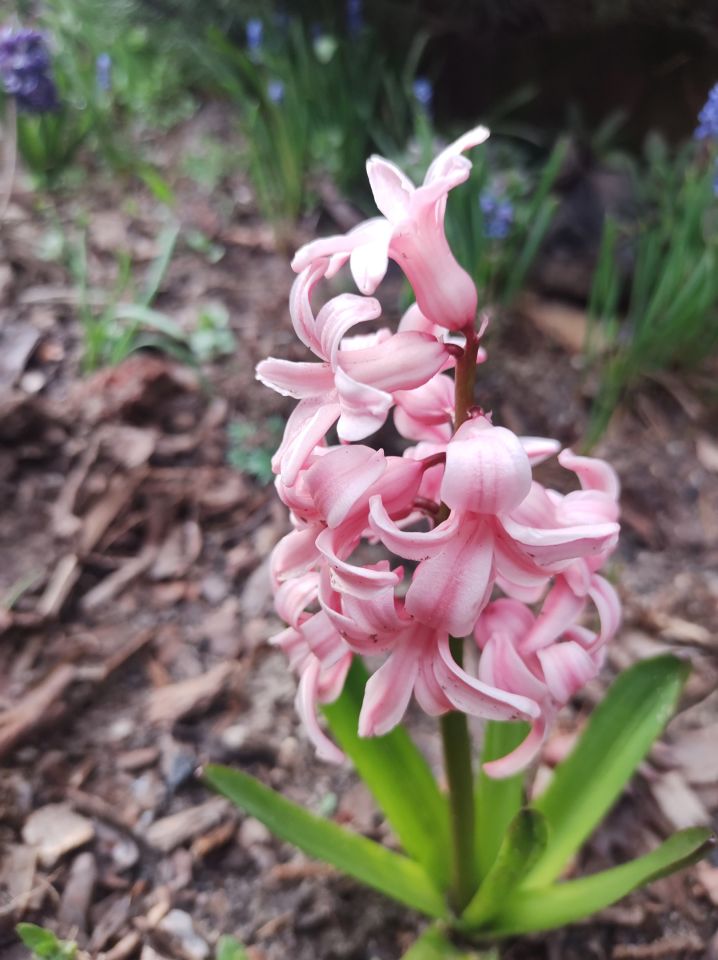 dom wolnostojący, 6 pokoi Mniów Raszówka, ul. Raszówka. Zdjęcie 13