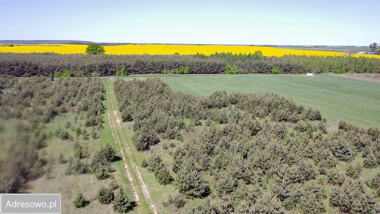 Działka rolno-budowlana Laski Lubuskie. Zdjęcie 7