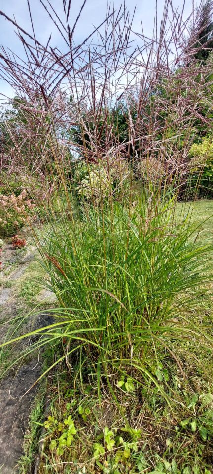 Działka rod Łódź Śródmieście, ul. Pomorska. Zdjęcie 5