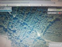 Działka leśna Dębno. Zdjęcie 1