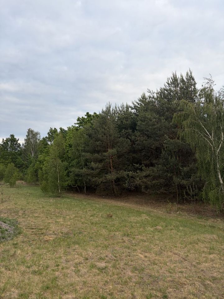 Działka leśna Nowe Wągrodno. Zdjęcie 6