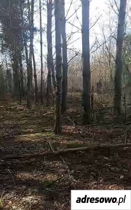Działka Ostrów. Zdjęcie 7