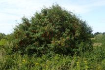 Działka rolna Baranówka. Zdjęcie 3