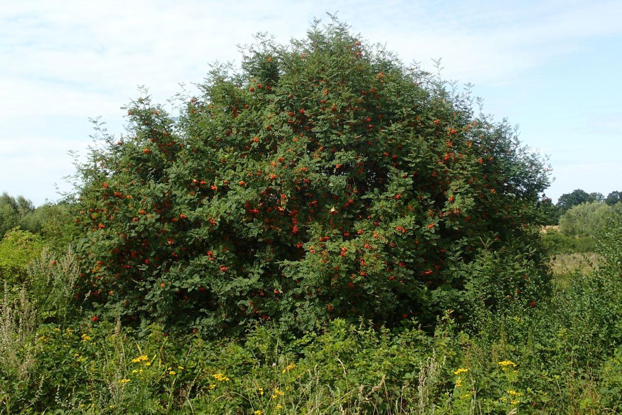 Działka rolna Baranówka. Zdjęcie 4