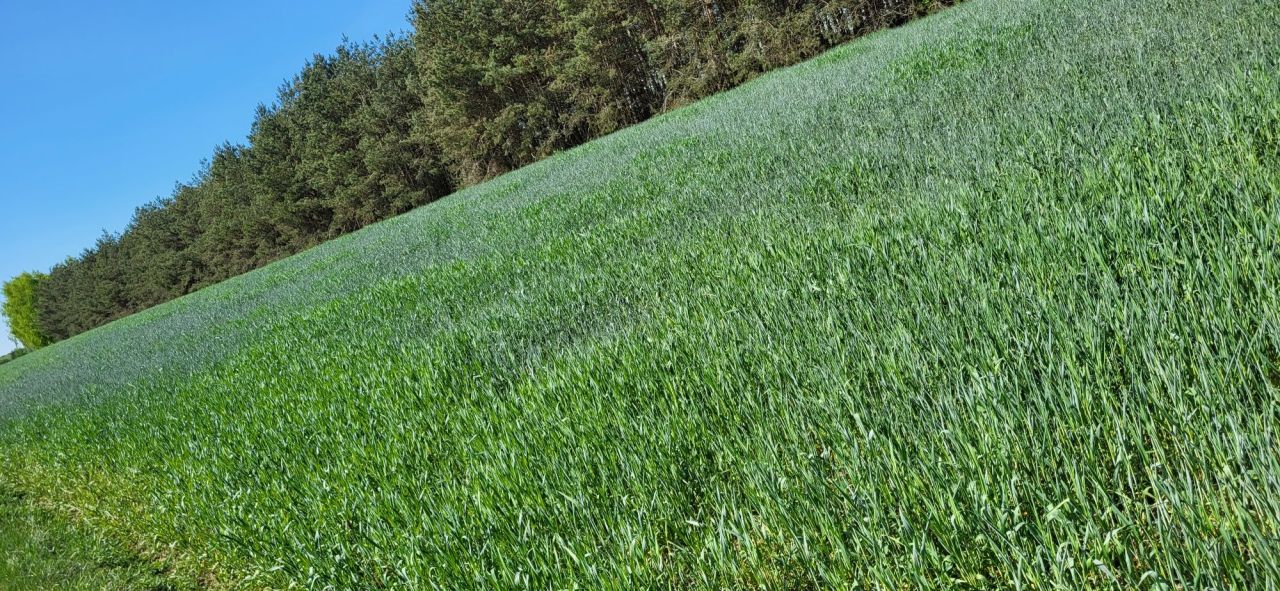 Działka Okalewko. Zdjęcie 7