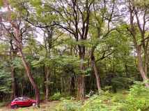 Działka leśna Orła. Zdjęcie 2