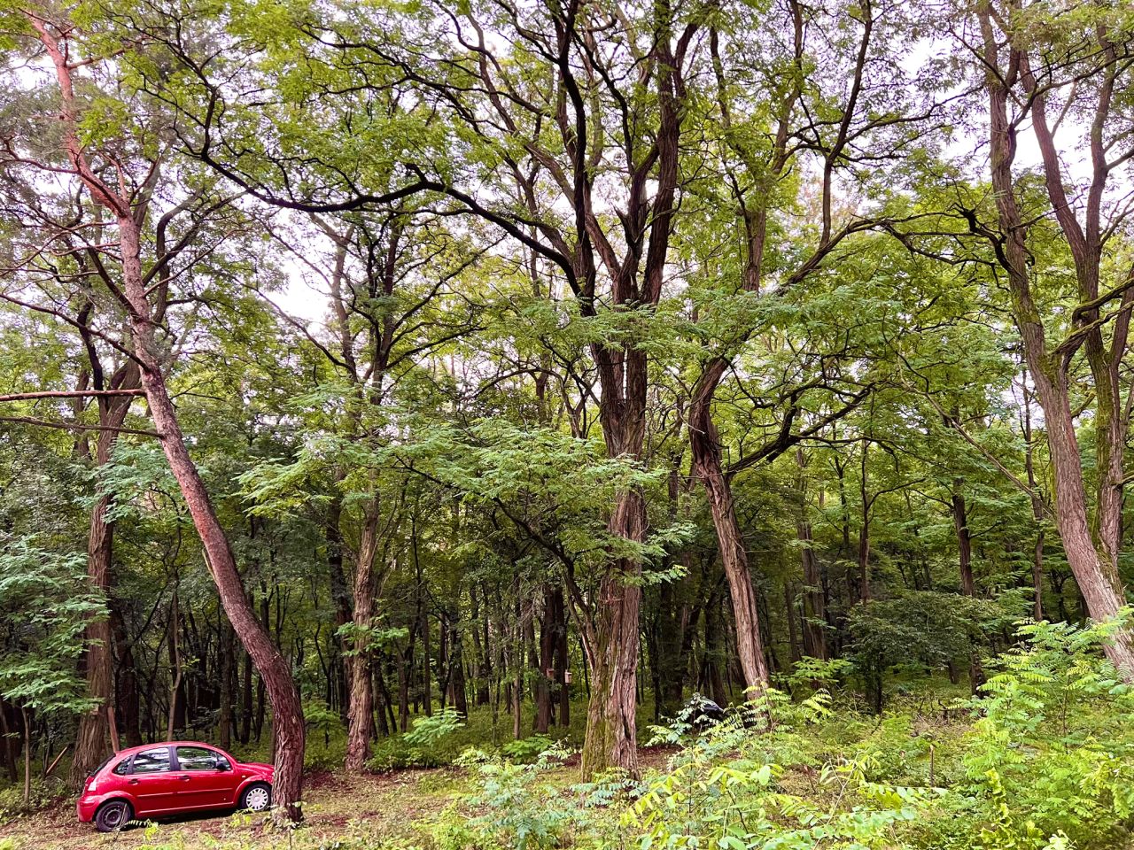 Działka leśna Orła. Zdjęcie 3