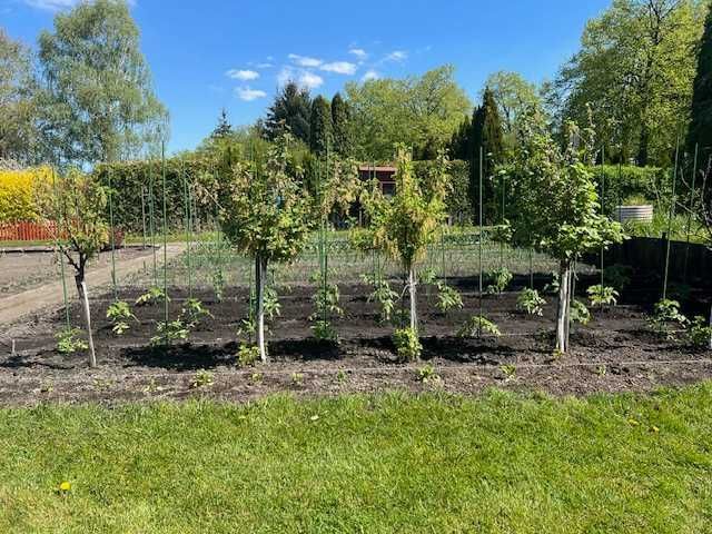 Działka rod Piła. Zdjęcie 5