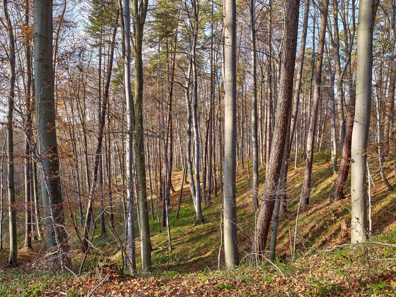 Działka leśna Humniska Jakla Duża. Zdjęcie 6