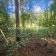 Działka leśna Nagawki. Zdjęcie 8