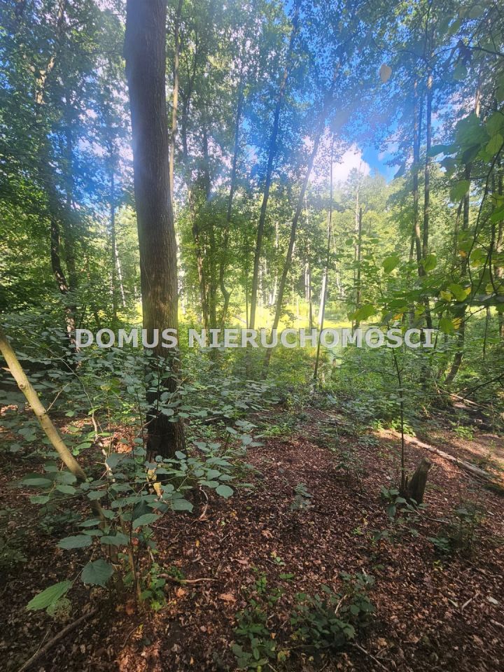 Działka leśna Nagawki. Zdjęcie 8