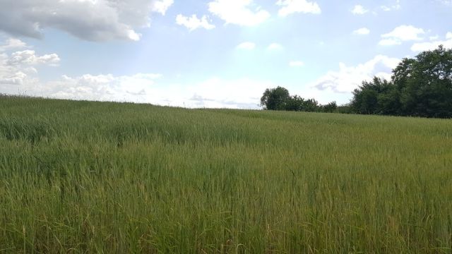 Działka rolno-budowlana Dobrów. Zdjęcie 1