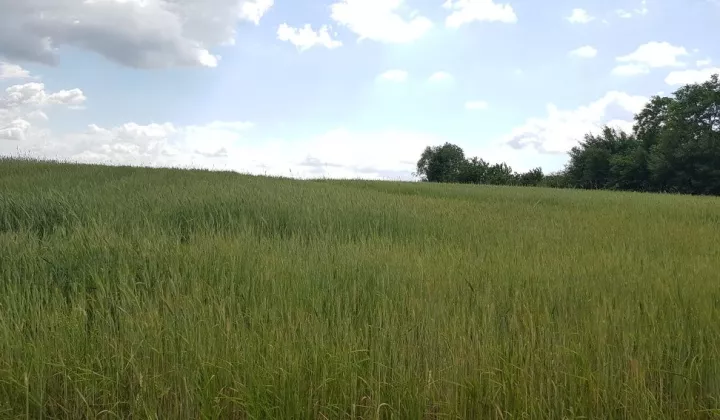 Działka rolno-budowlana Dobrów