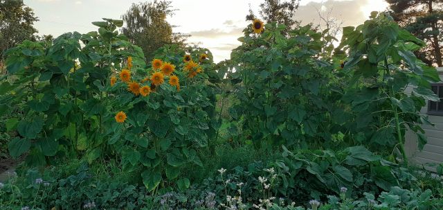 Działka rod Wrocław Fabryczna, ul. Grabiszyńska. Zdjęcie 1