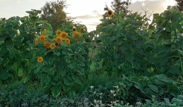 Działka rod Wrocław Fabryczna, ul. Grabiszyńska