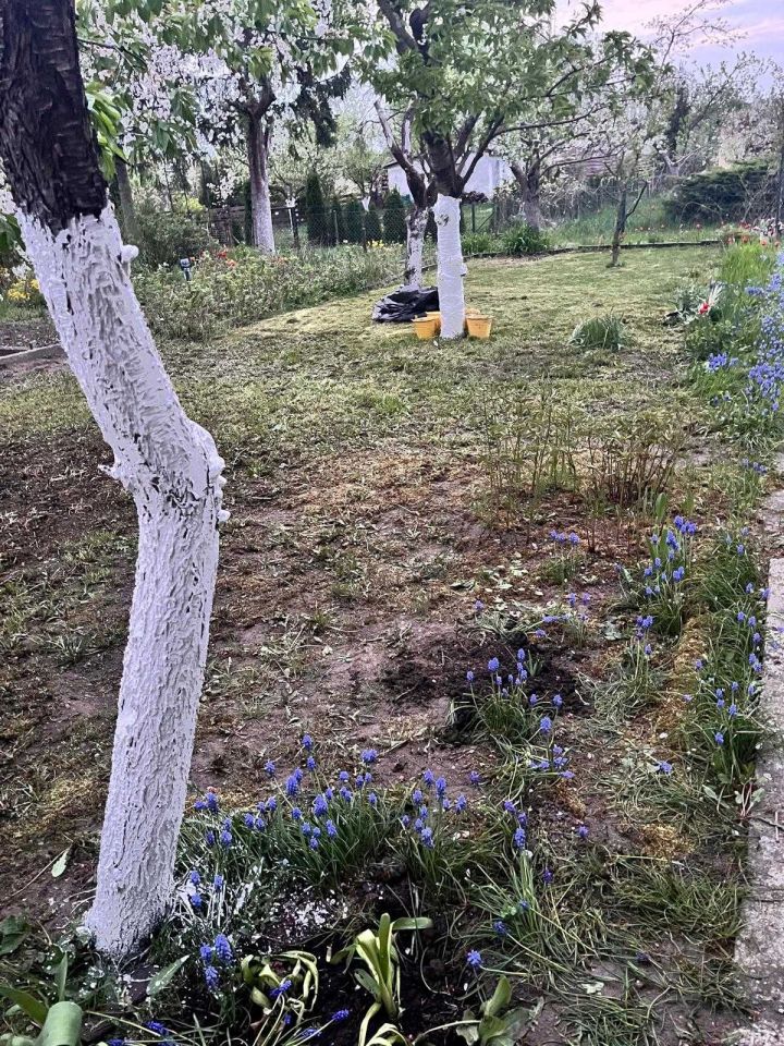 Działka rod Wrocław Osobowice. Zdjęcie 3