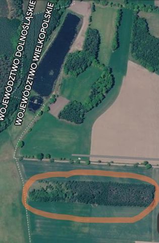 Działka leśna Tarnowa Łąka, Tarnowa łąka. Zdjęcie 1