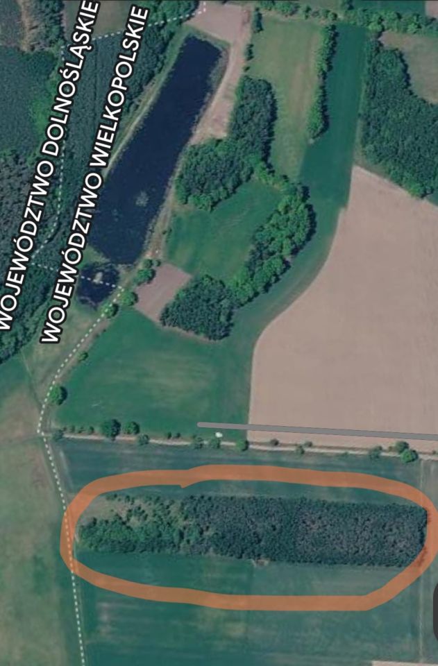 Działka leśna Tarnowa Łąka, Tarnowa łąka. Zdjęcie 1