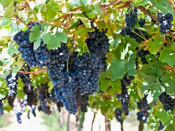 Działka budowlana Trojanowice, ul. Wąwozowa. Zdjęcie 1