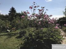 Działka rod Słupsk, al. 3 Maja. Zdjęcie 4