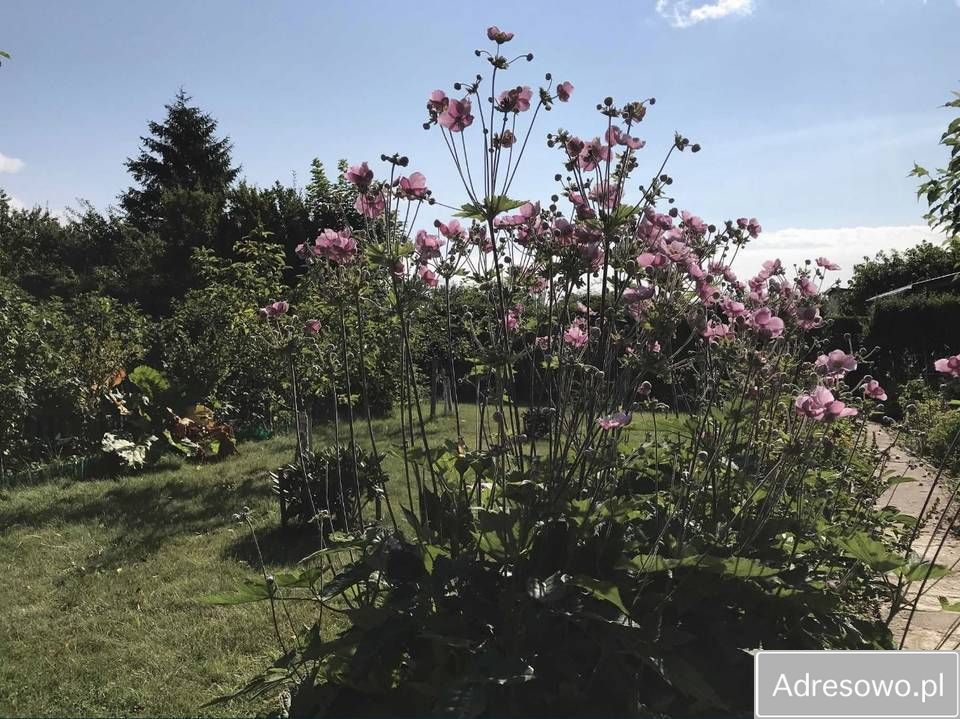 Działka rod Słupsk, al. 3 Maja. Zdjęcie 5