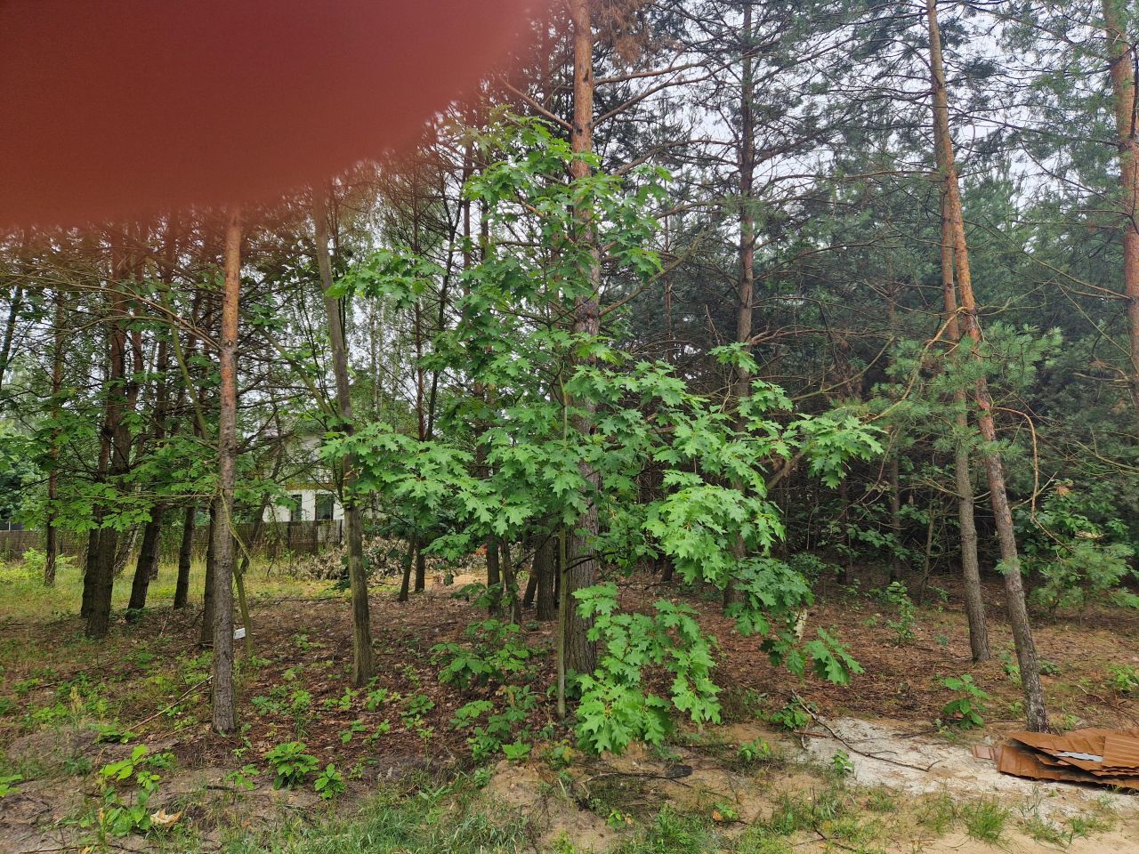 Działka budowlana Ostrowiec Świętokrzyski Piaski, ul. Spokojna. Zdjęcie 2